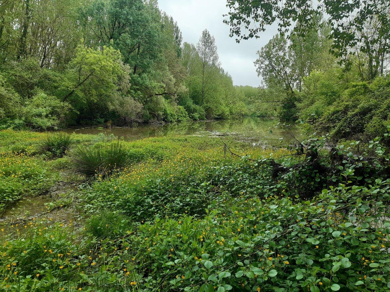 Zone humide au niveau de la confluence Sere Garonne  Bras mort de Terride